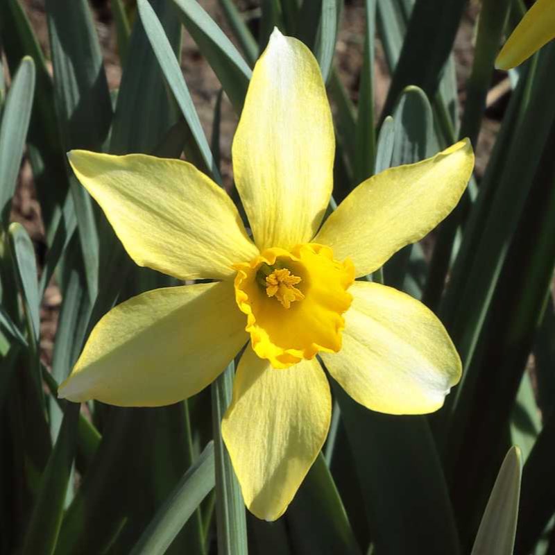 Golden Mary