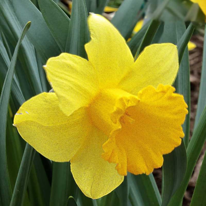 Golden Torch